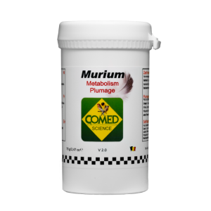 Murium duif